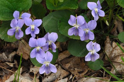 Common Blue Violet Viola Sororia Stock Image C0038365 Science