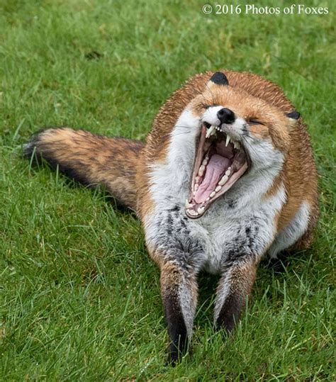 Red Fox Behaviour Communication Wildlife Online