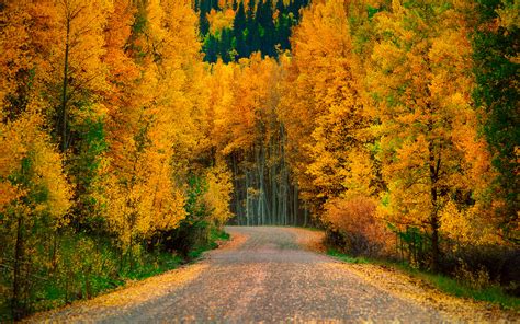 Beautiful Autumn Forest Wallpaper Gallery Yopriceville