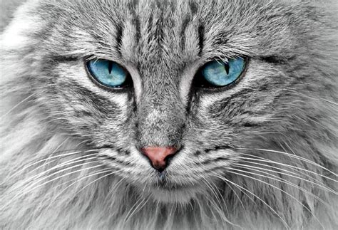 Free Picture Cat Animal Fur Eye Cute Gray Portrait Wildlife Head