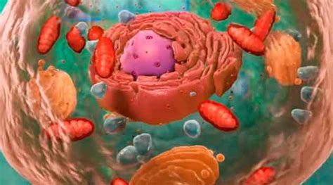A Célula Eucariótica Vídeo Didático Biologia Celular Biólogo