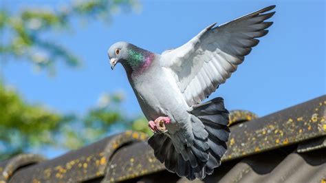 Paper Review Teenage Pigeon Fancier Translink Woes Bbc News