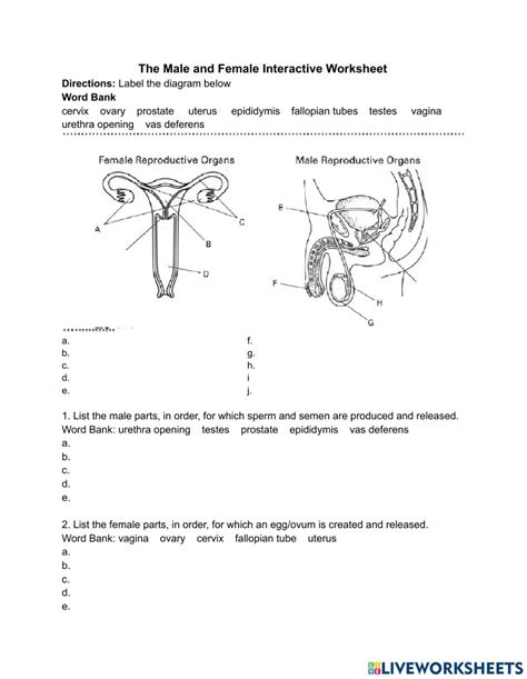 The Male And Female Reproductive Systems Worksheet
