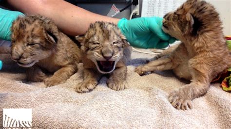 Meet The Zoo S New Baby Lion Cubs Seattle Refined