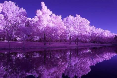 14 Hd Images Of Nature Purple Basty Wallpaper