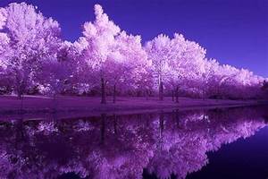 14, Hd, Images, Of, Nature, Purple