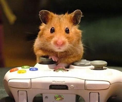 19 Best Images About Funny Cute Video Gaming Animals On Pinterest