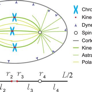 We did not find results for: Schematic showing a mitotic spindle inside a cell. (b) A ...