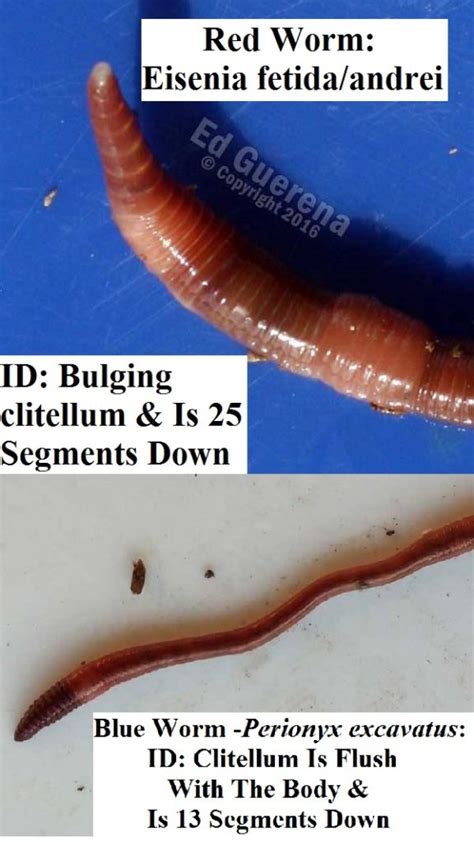 Blue Worms What You Need To Know Perionyx Excavatus How To
