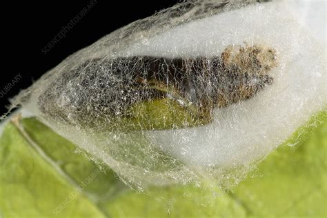 Silver Y Moth Pupa Stock Image Z3551491 Science Photo Library