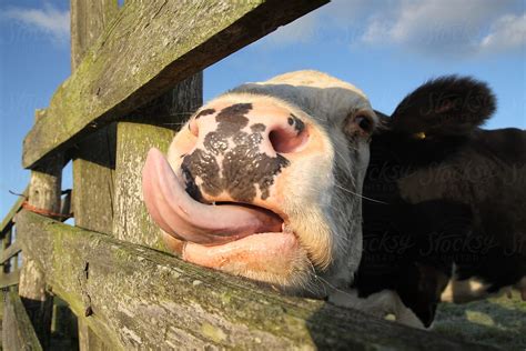 Cow At A Fence Sticking Out Its Tongue By Stocksy Contributor