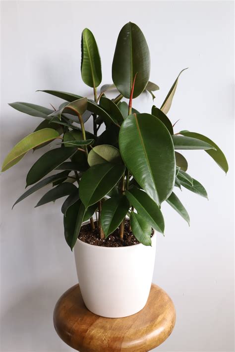 Green Rubber Tree 9 Inch Floor In Manlius Ny Simply Fresh Flowers