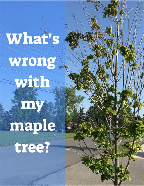 Japanese maples in particular, but other maples too, especially when young, can suddenly have the leaves dry out, first around the edges and sometimes this sounds like another case of verticillium wilt, which has become a serious and spreading disease of maple trees. 13 Common Maple Tree Problems and Diseases | Dengarden