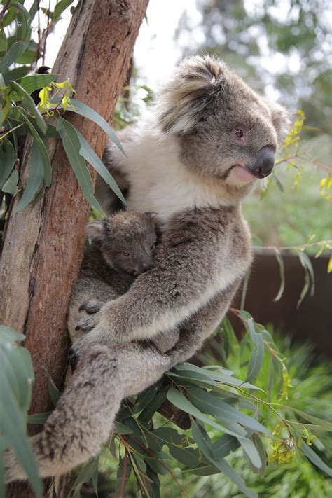 Koala Joey Peeks Out Of Moms Pouch Zooborns