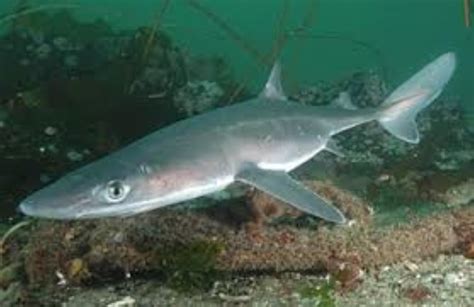 Pikedspiny Dogfish Information And Picture Sea Animals