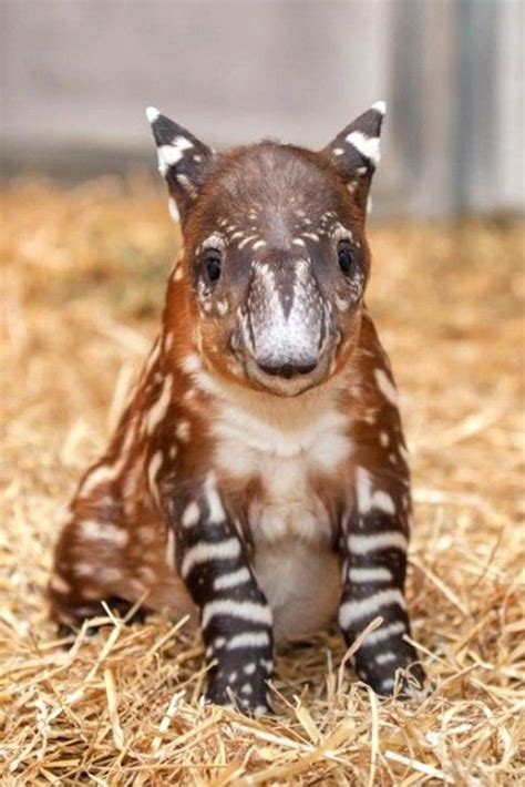Baby Rare Cute Exotic Animals