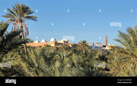The City Of Nefta Tunisia Viewed Trough A Palm Grove With White