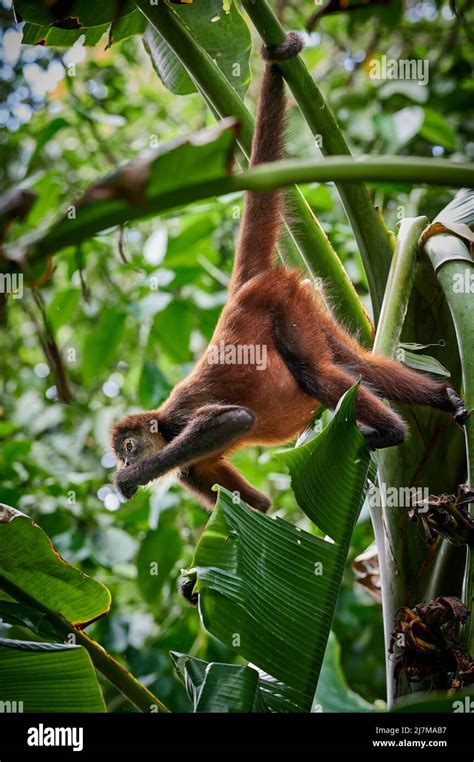 Ornate Spider Monkey Hi Res Stock Photography And Images Alamy