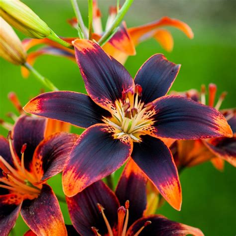 Asiatic Lily Care And Maintenance 3 Ways To Grow And Care For Asiatic