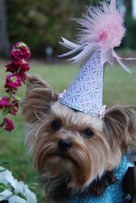 Yorkie Party Hat Happy Birthday Funny Baby First Birthday Dog