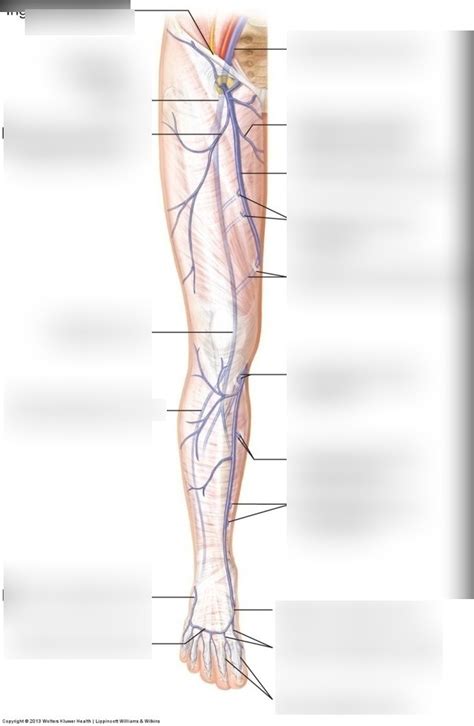 Superficial Veins Of Leg Diagram Quizlet