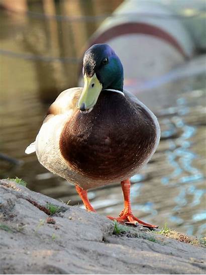 Mallard Duck Ducks Drake Water Wallpaperaccess Pond