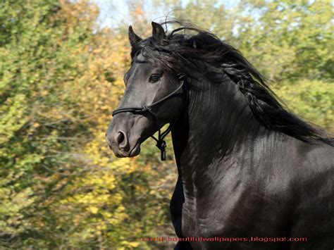 Beautiful Wallpapers Friesian Horse Pictures