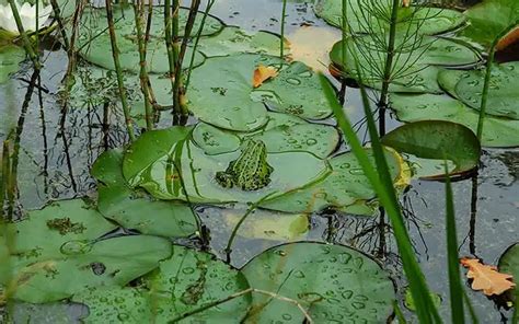 A Guide To Attracting Frogs To Your Garden Pond David Domoney
