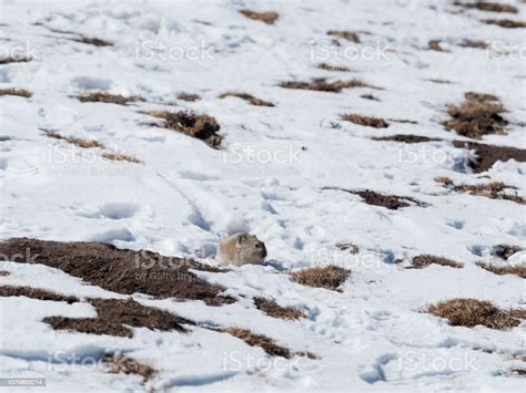 Frontal View Of Plateau Pika Ochotona Curzoniae In Snow It Is A Small