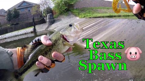 North Texas Pond Bass Fishing Spawn Craw And Tube Youtube