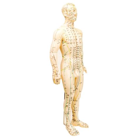 Human Body Models Male Mac Co Welcome