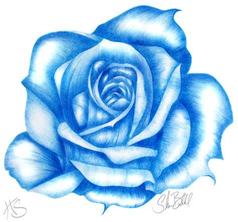 Rose In Blue Blue Rose Tattoos Rose Tattoo Design Roses Drawing