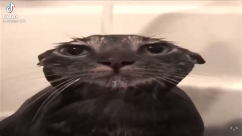 Create Meme Cat Cat Wet Cat Pictures Meme Arsenal Com