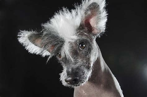 Hairless Dogs Prophecy By Sophie Gamand Dodho