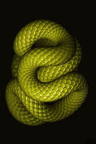 Snake Snakes GIF Snake Snakes Green Discover Share GIFs
