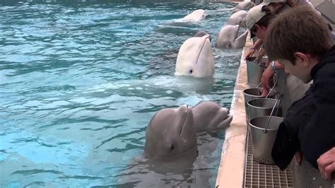 Beluga Whales Eating Marineland Niagara Falls Ontario Canada Youtube