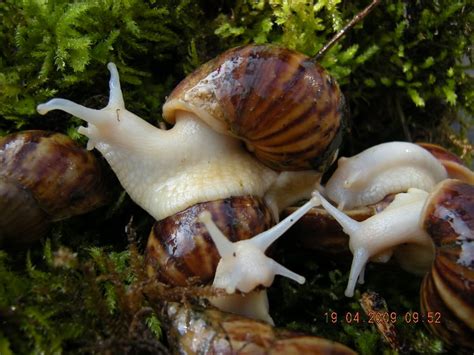 Albinosnails Giant African Land Snails Snail Pet Snails