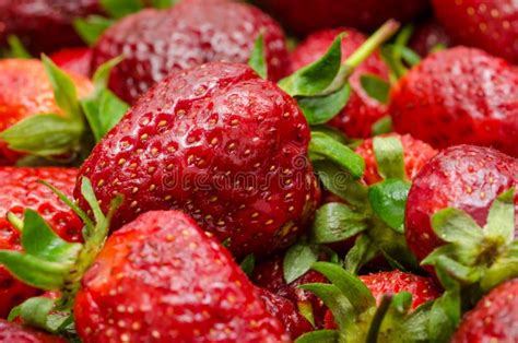 Strawberries Closeup Stock Photo Image Of Berry Fruits 31041450