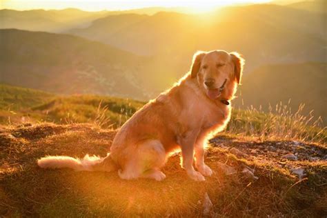 Golden Retriever Dog Breed Information Pictures