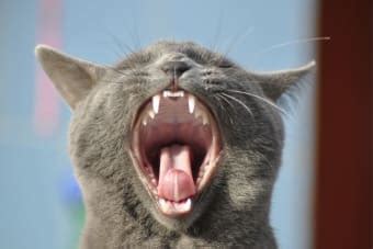 Gingivitis In Cats Symptoms Causes Treatments Columbia Vets