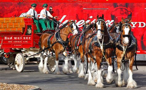Budweiser Clydesdales To Parade Around Seaside Heights Lavallette