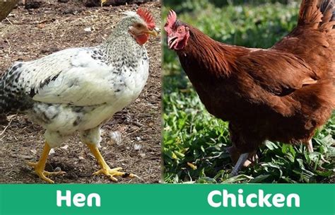Hen Vs Chicken How To Tell The Difference With Pictures Pet Keen