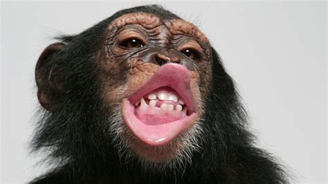 Chimp Lip Smacking Could Solve Mystery Of Human Speech Evolution Uk