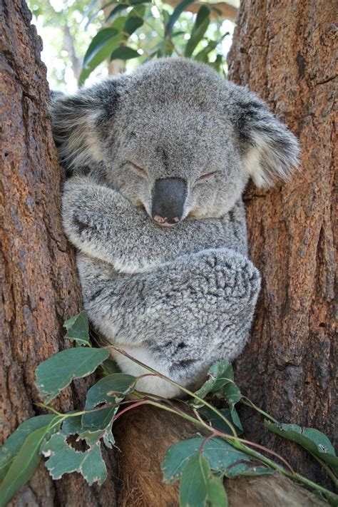 Sleeping Koala Wallpapers Top Free Sleeping Koala Backgrounds