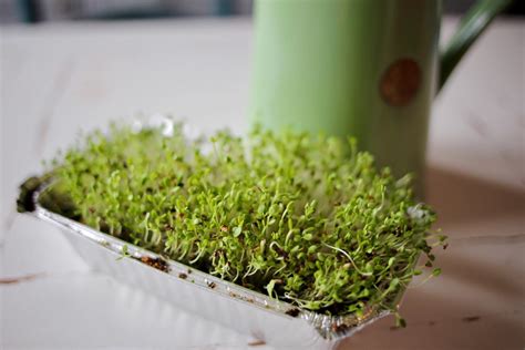 Starting To Grow Microgreens The Mini Smallholder
