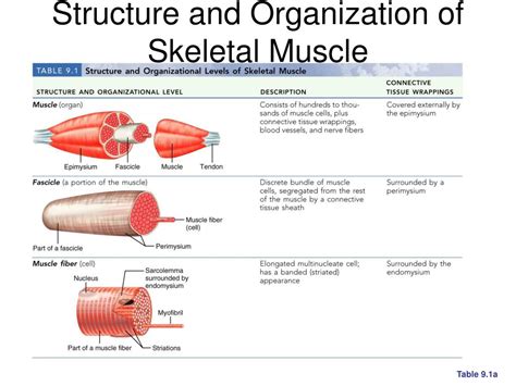List Of Skeletal Muscles