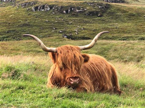 Solve Highland Cattle Isle Of Mull Scotland Jigsaw Puzzle Online
