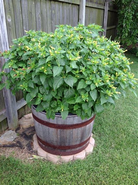 Container flowers flower planters succulent containers fall planters container plants succulents four oclock flowers four o clock shade perennials. Barrel planter with tall bushy plant for front flowerbed ...