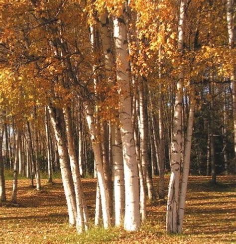 15 Seeds Of White Birch Seeds The Shade Tree With White