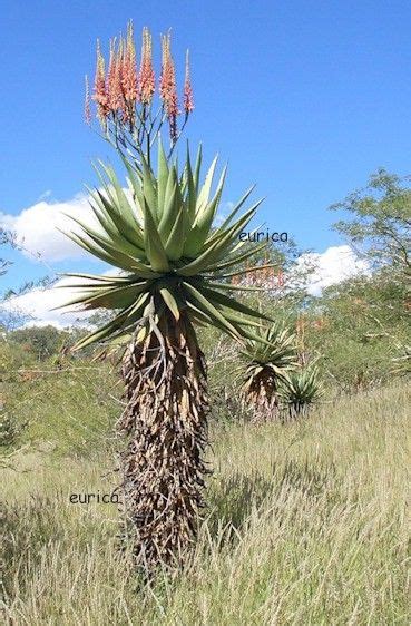 Aloe Littoralis In Habitat Near Windhoek Namibia South African Flowers